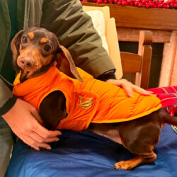 PIUMINO PER CANI - immagine 2